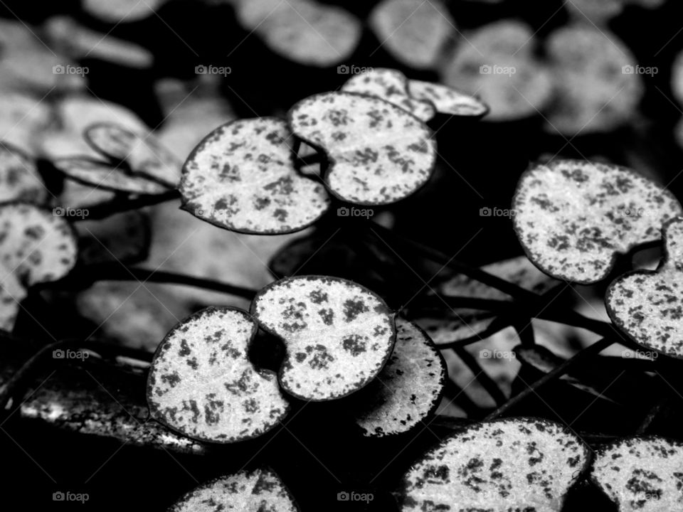 Heart shaped plant leaves in black and whit