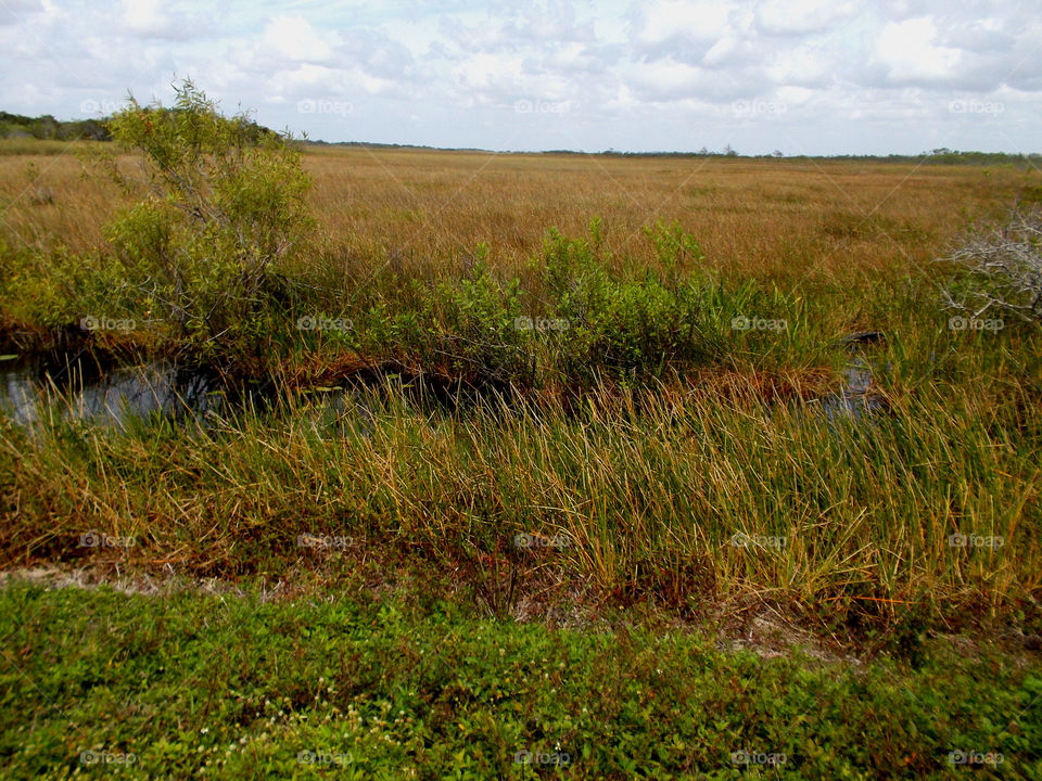 Marshland. Runs deep 