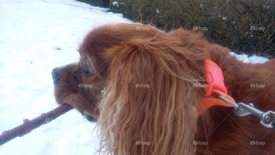 jake the dog from the netherlands