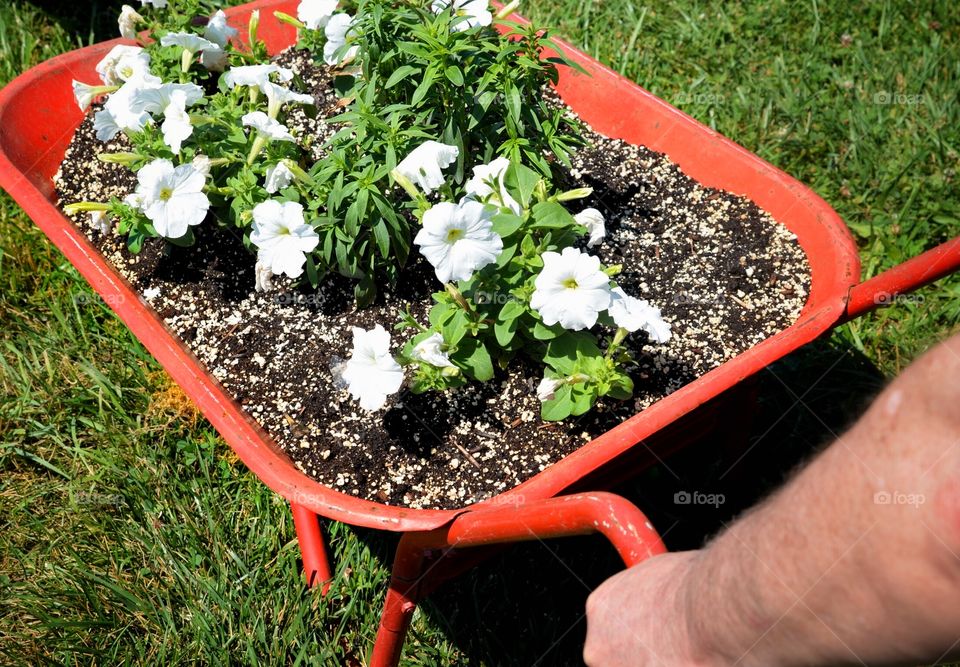 Spring planting