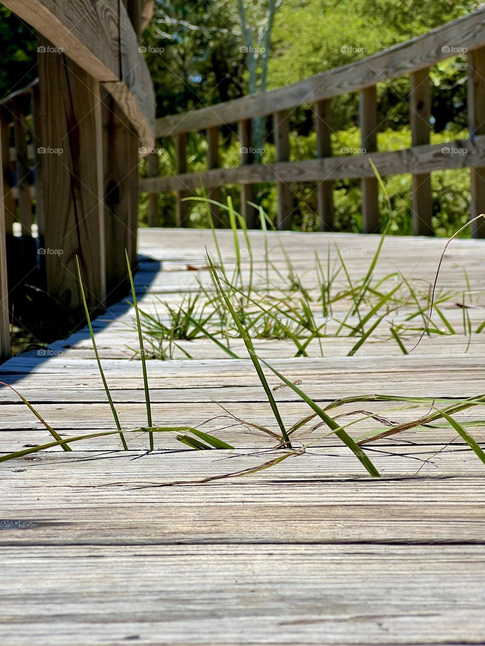 Low angle view of grasses growing through wooden boardwalk 