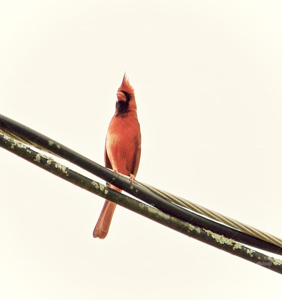 Bird perching on power cable