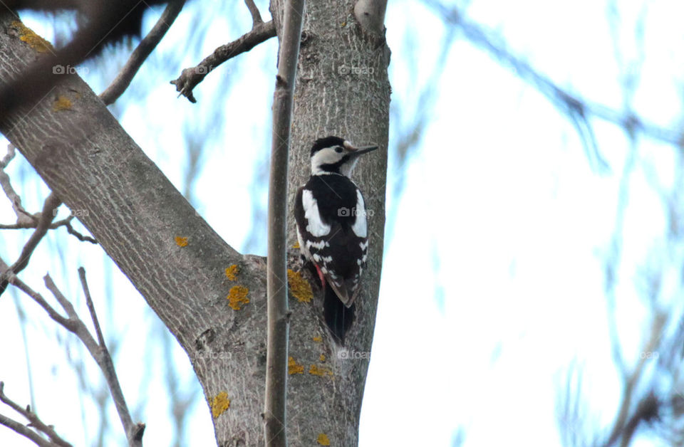 woodpecker