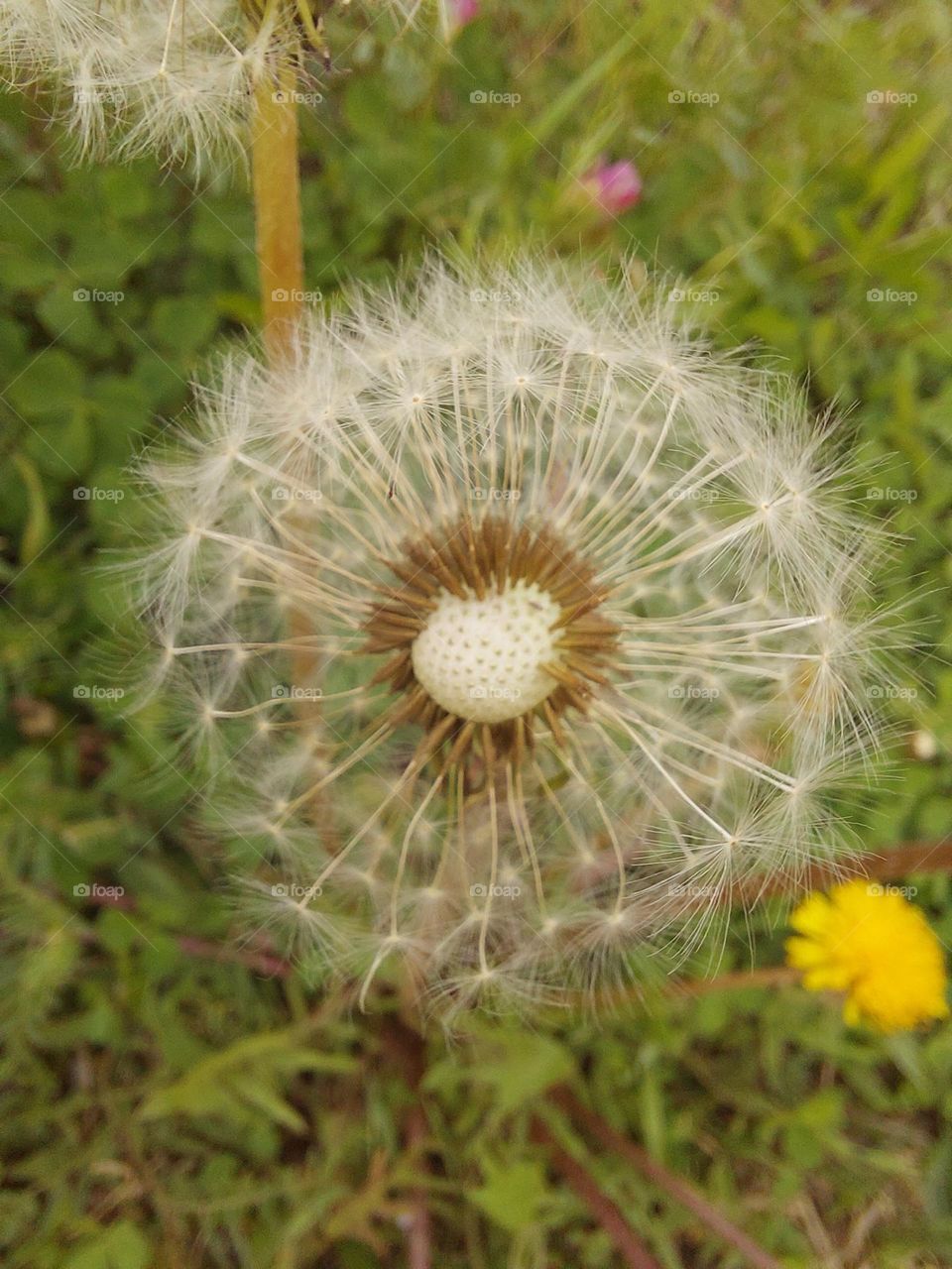Dandelion