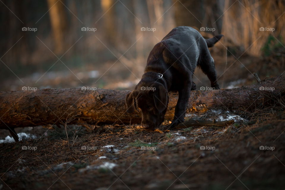 Funny brown Labrador dog in spring forest