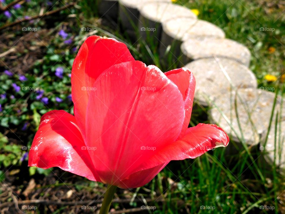 Pretty tulip 