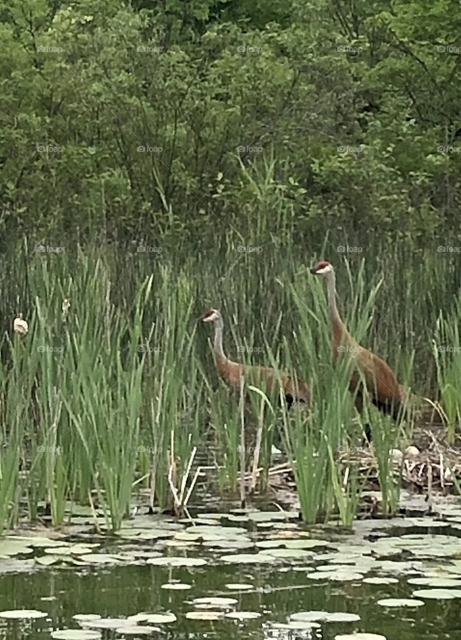 Sand Cranes Near  Nest