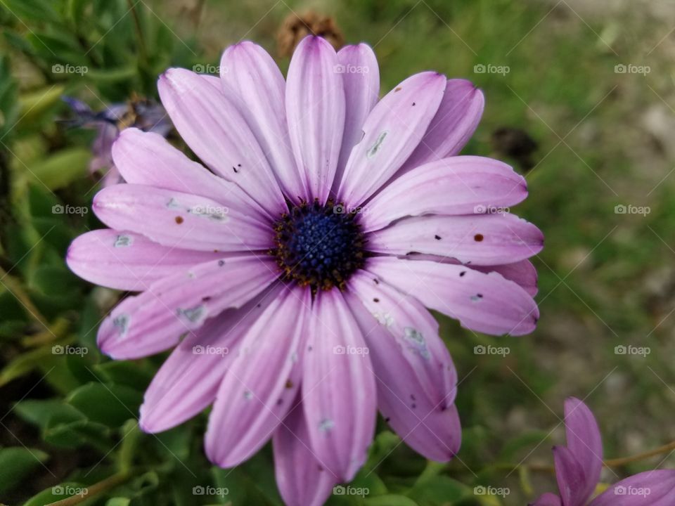 purple gerbera daisy