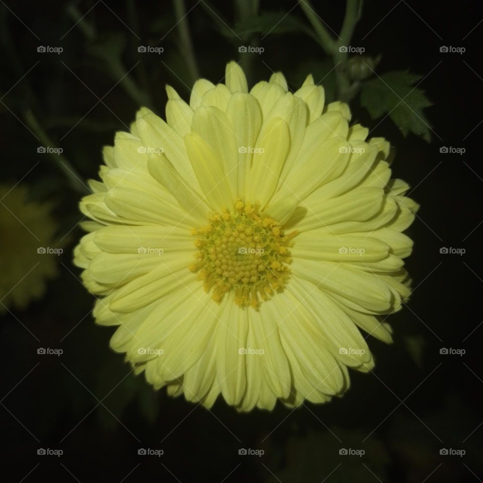 Chrysanthemum