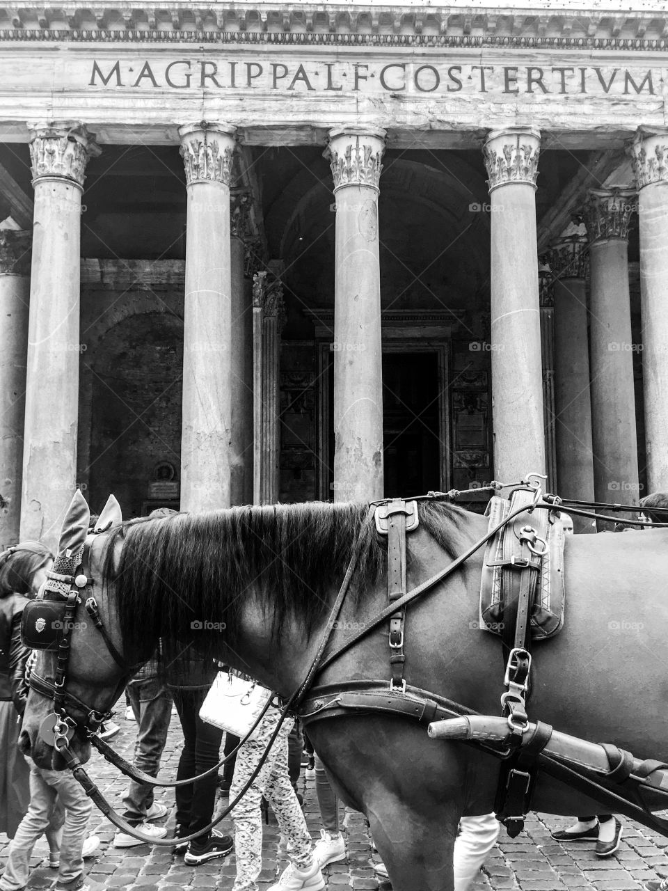 The horse near Panteon. Rome, Italy. 