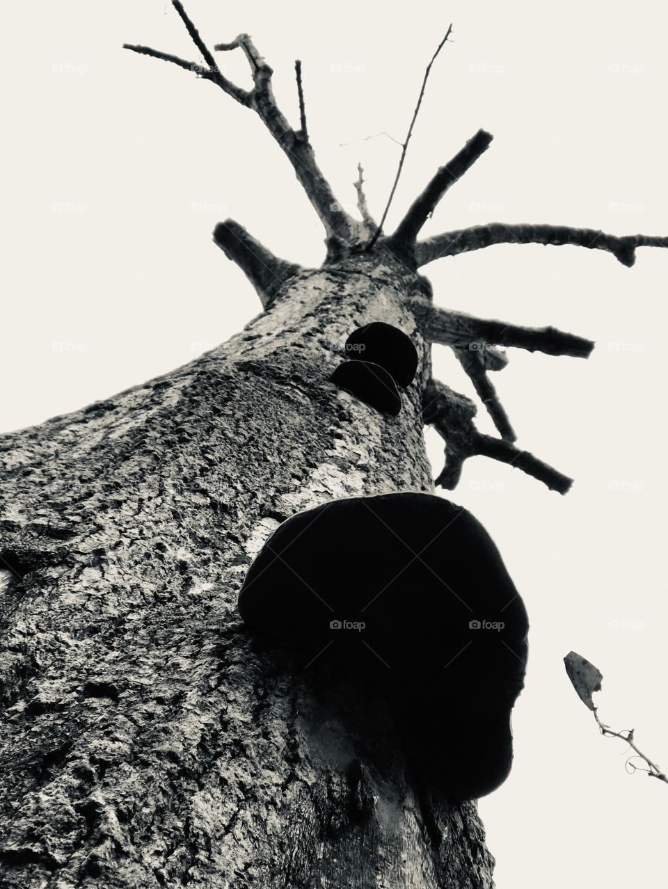 Looking up at an old deceased tree found in the woods of South Georgia. 