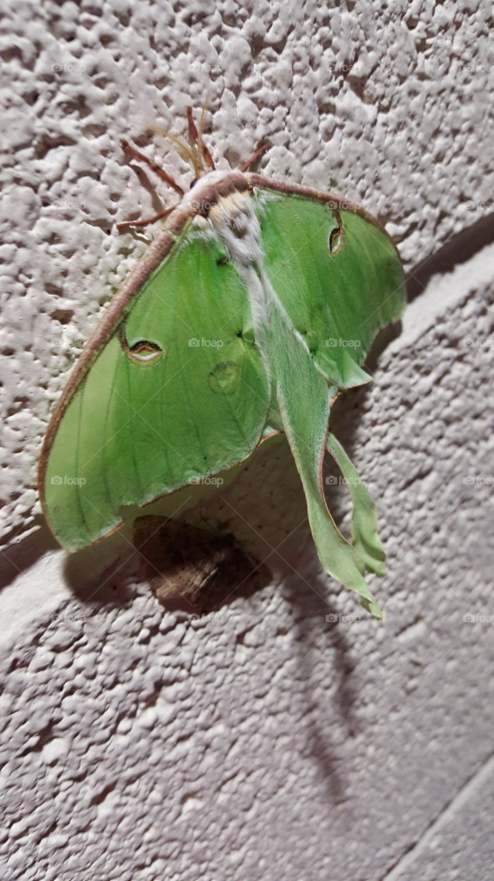 Closeup Side View of Vibrant Green Moth