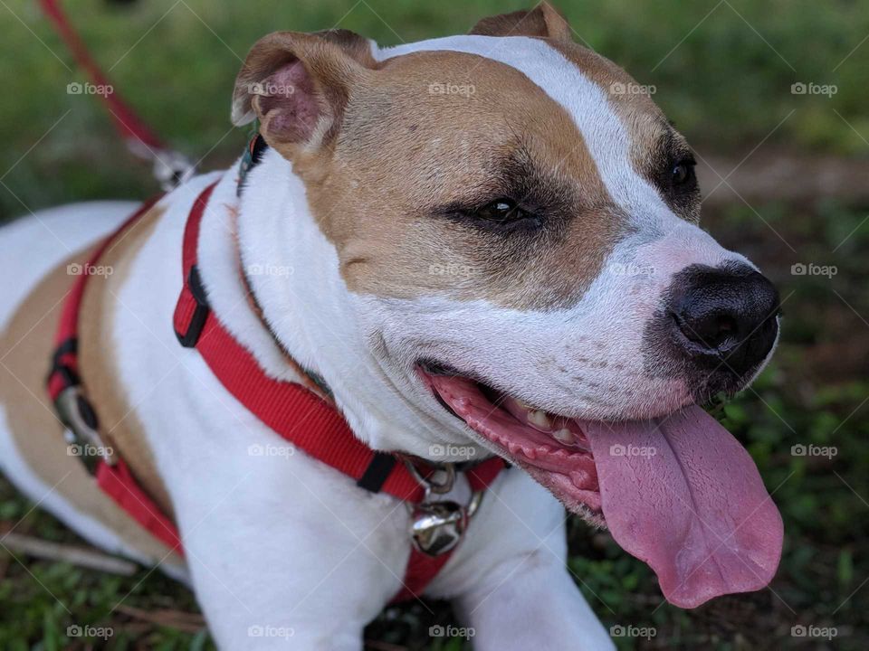 Nikki the pit bull relaxing after a nice long walk around the lake