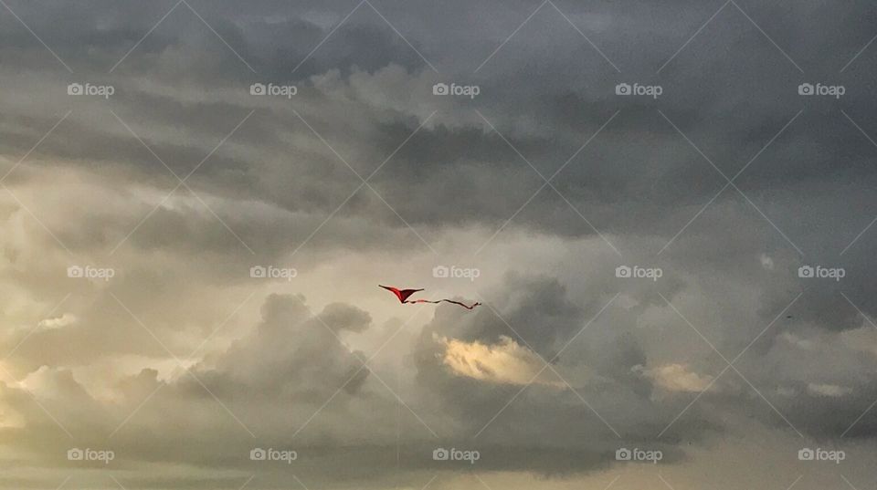 Kite in wind