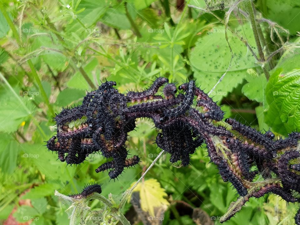 Eichenprozzesionsspinner