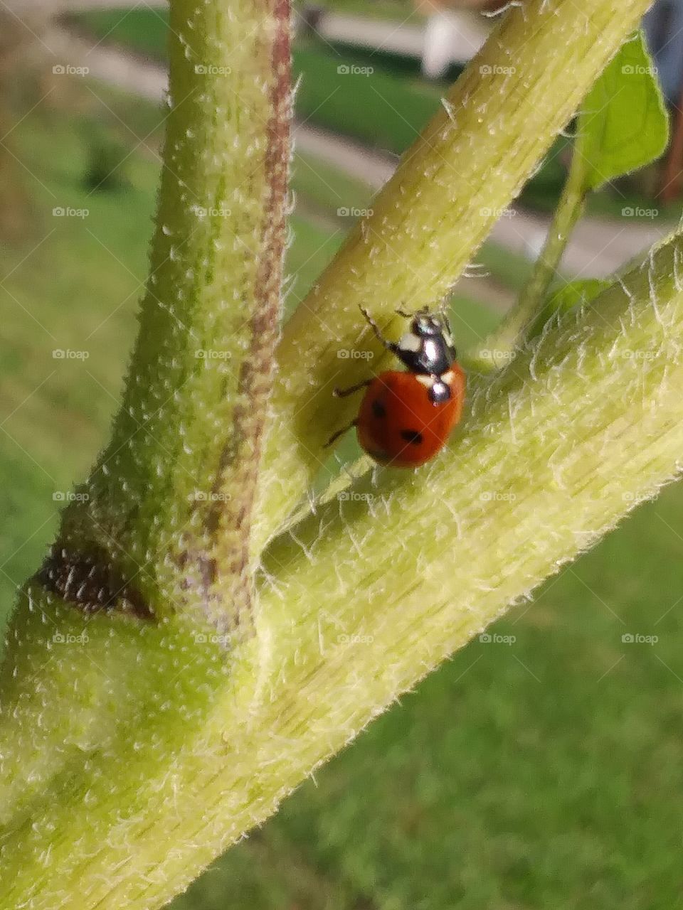 moving red ladybug