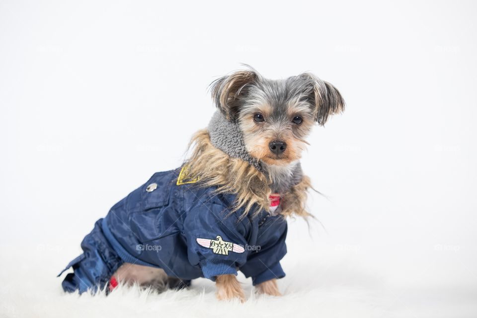 Yorkshire terrier dog in blue snowsuit on white background