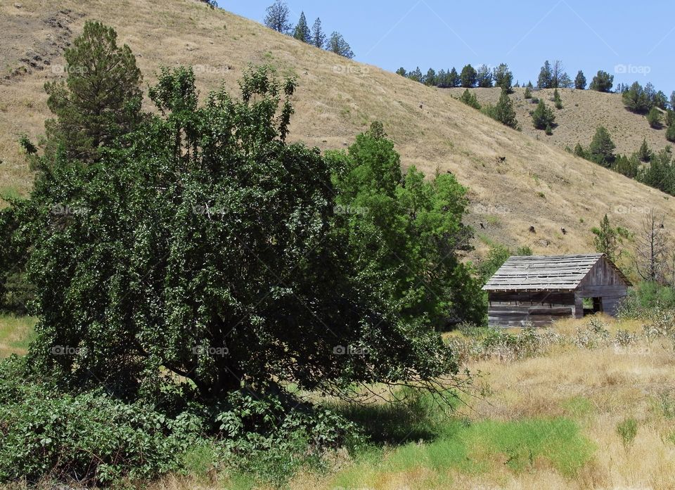 An old wooden farm building amongst the green trees and brown hills in Eastern Oregon on a sunny summer day. 