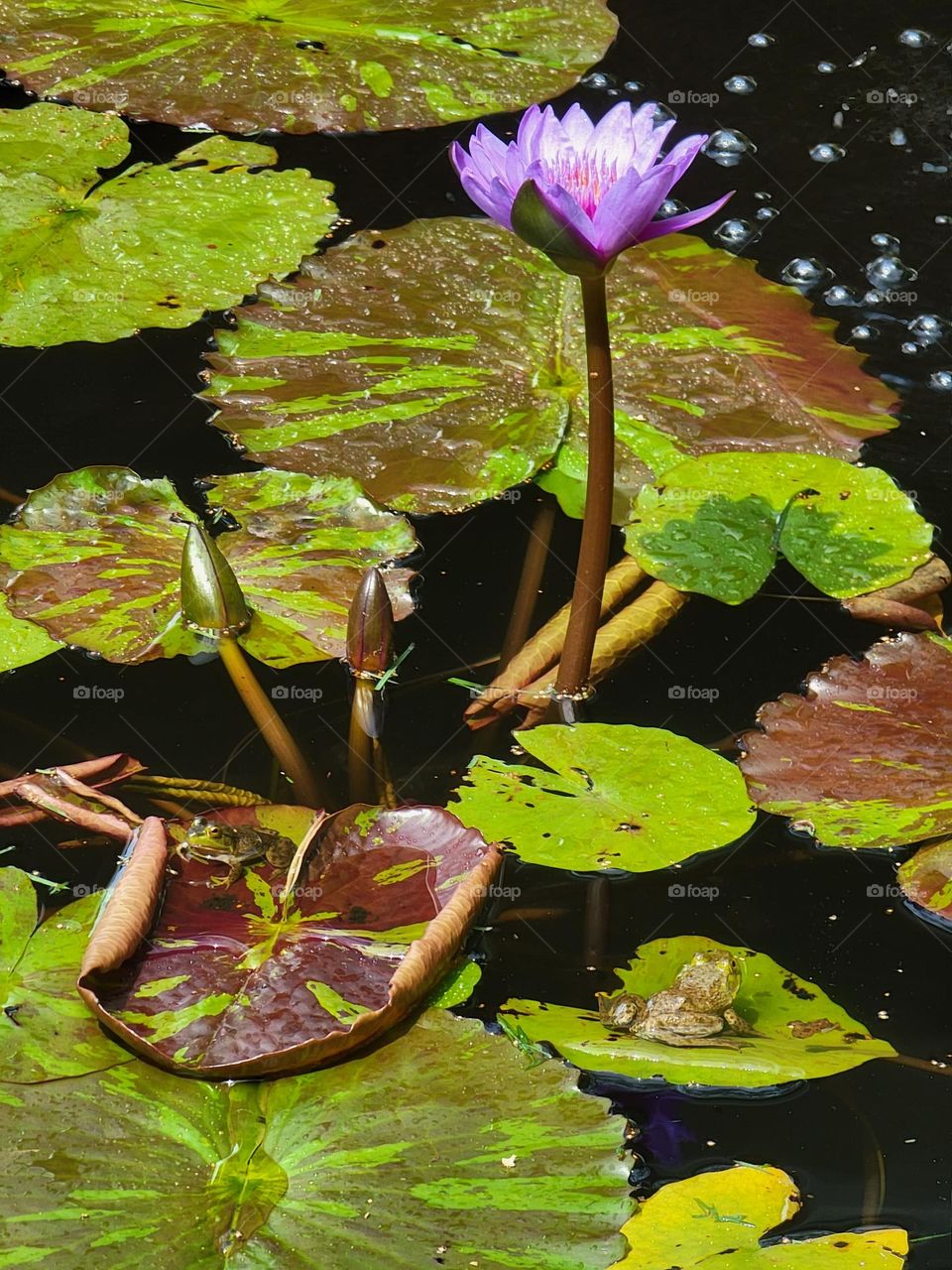 Cute Frog Sitting on a Lily Pad Under a Purple Flower