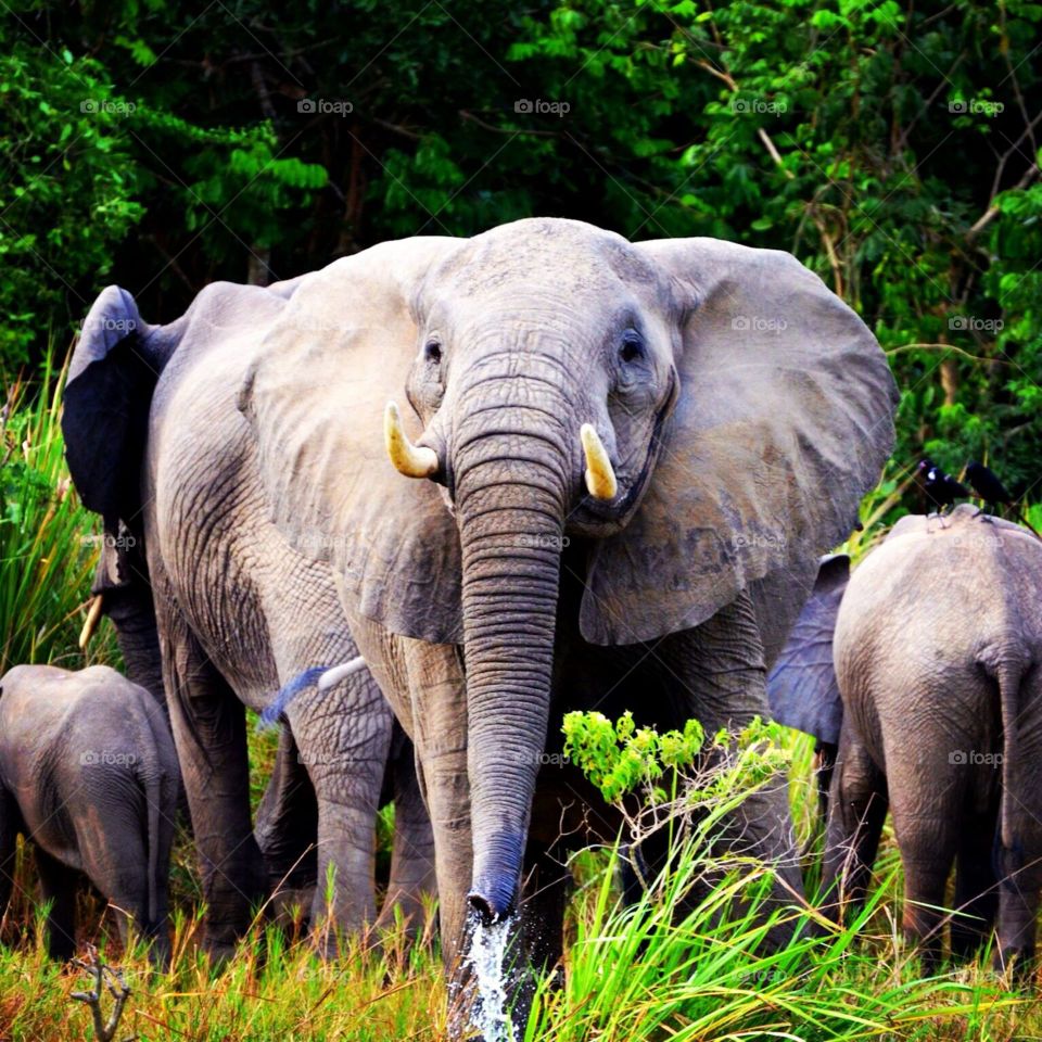 Elephant on the Nile