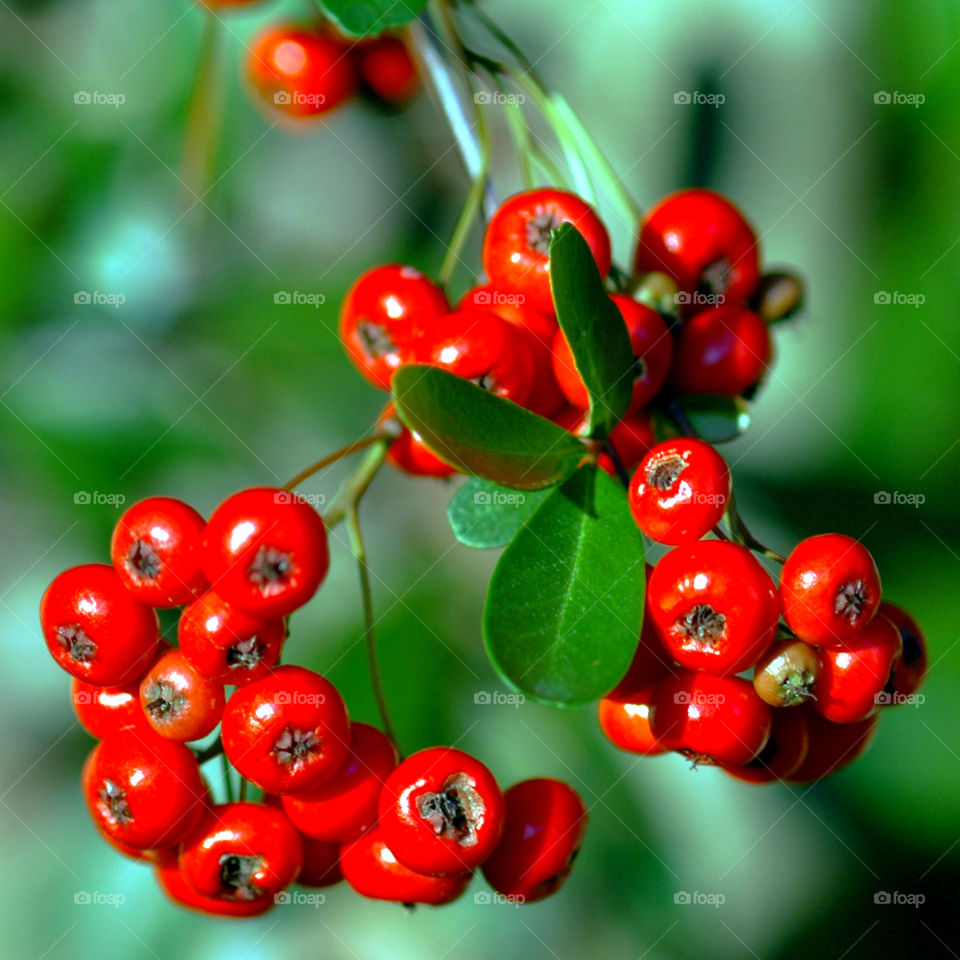 Red Holly Berries! The Red Story! Red is color of passion. It's the color that is always seen on heart decorations on     Valentine's Day! Red is astonishing, exhilarating, and fills your world through feelings and emotions! 