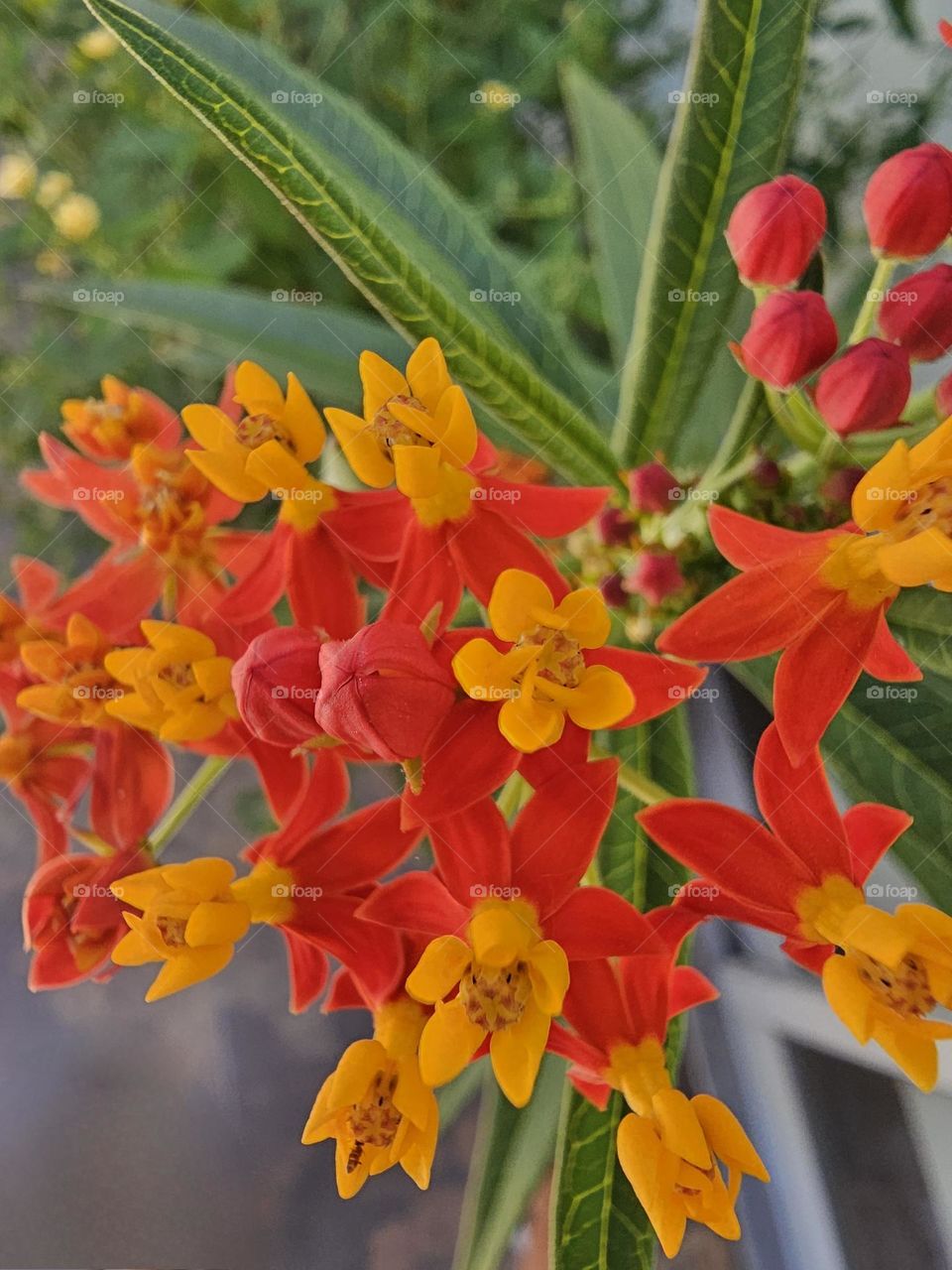 Asclepcias curassavica, a butterfly magnet. These are also known as tropical milkweed or bloodflower. A close up shows the beauty of this flower.