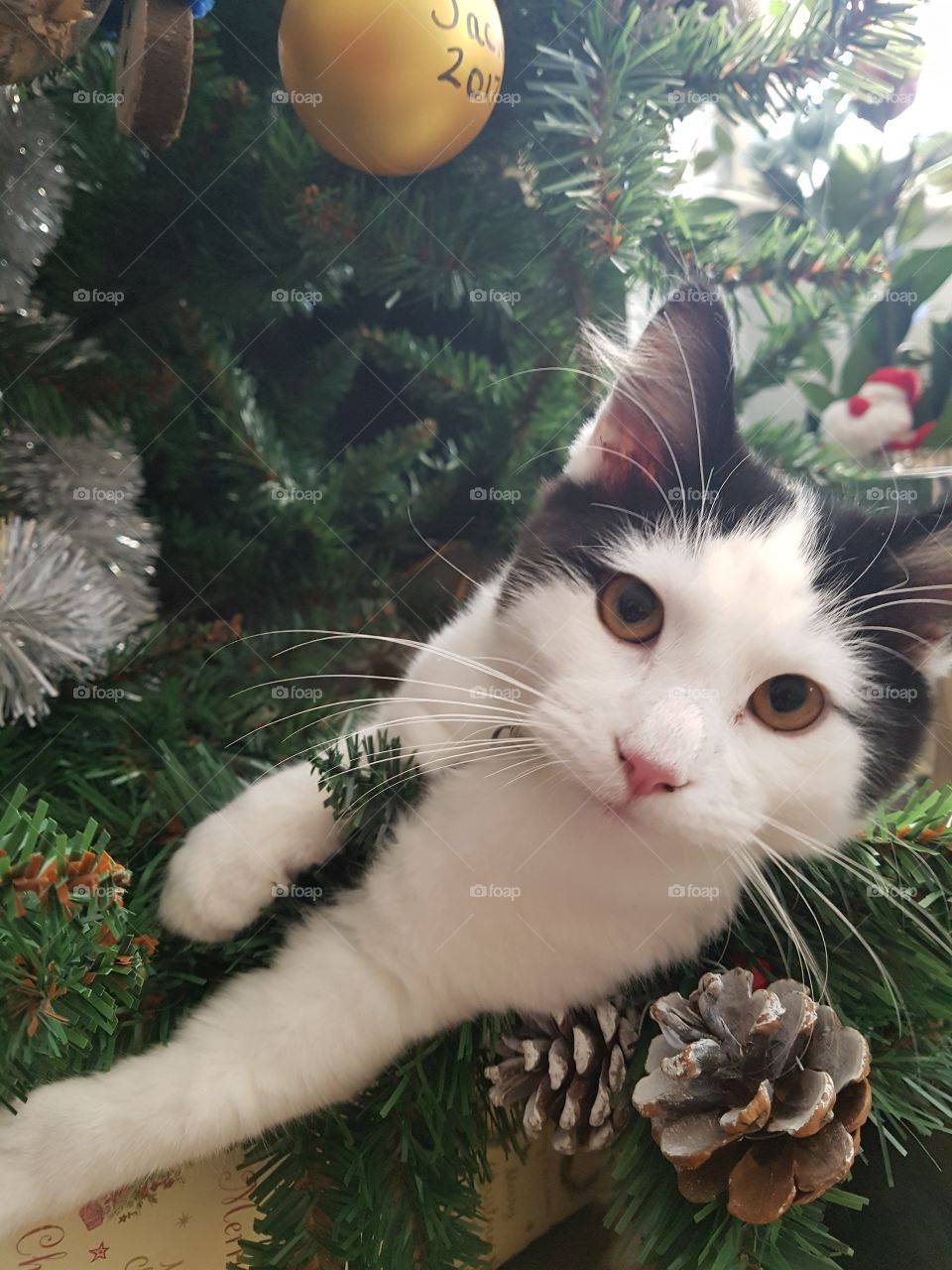 Christmas tree kitten