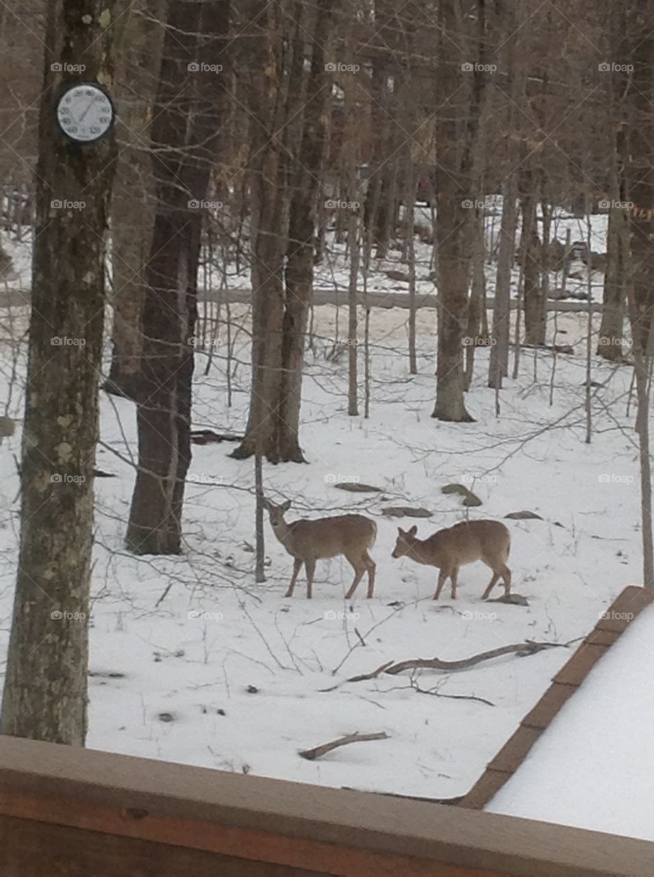 The deer are here.