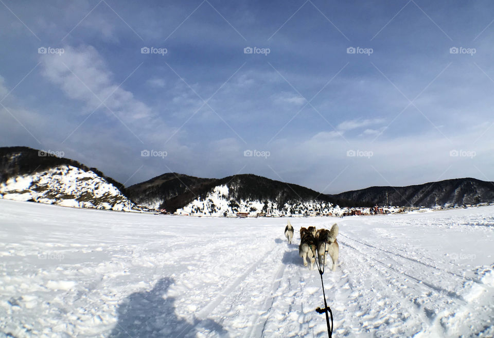 Common guys! we can make it ! the way to go back isn't that long and fresh fishes are wating for us to finish ! (Dogs think)