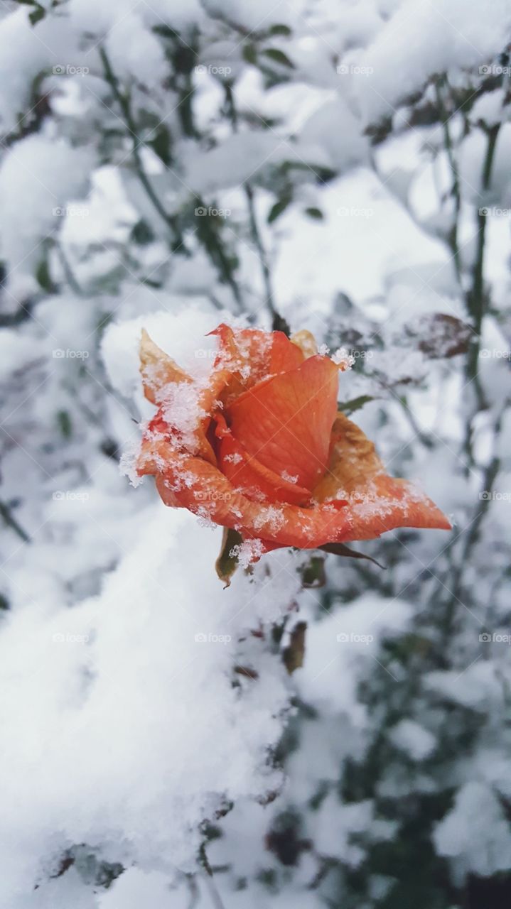 Beauty survives the cold.