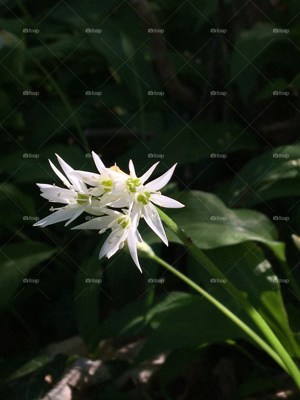 Wild garlic flower