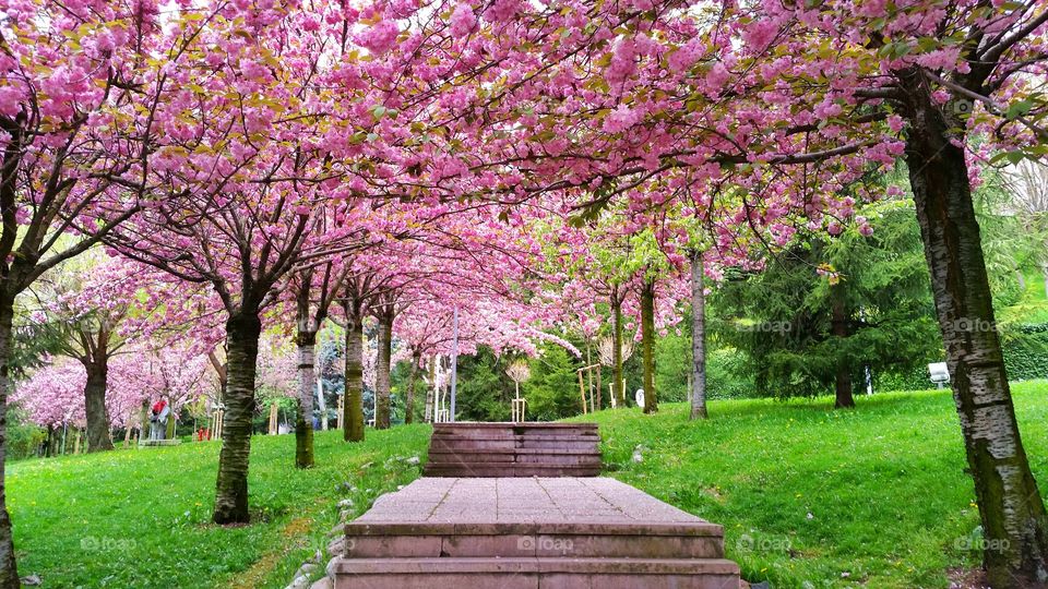 Tunnel of cherry blossom trees