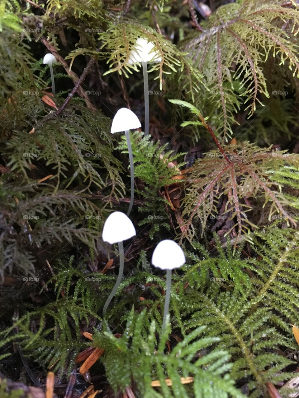 On the forest floor