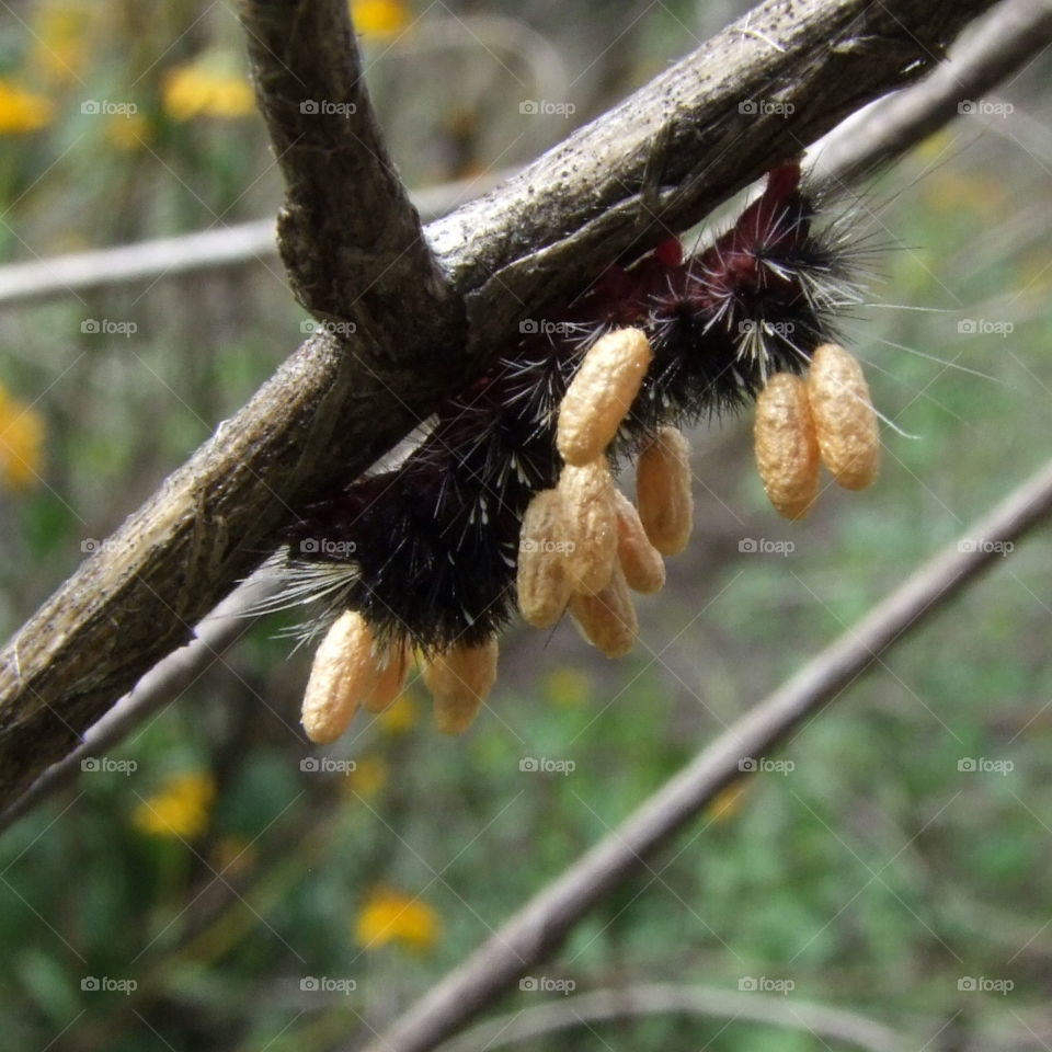 caterpillar hairy black with attached parasite white cocoons all over