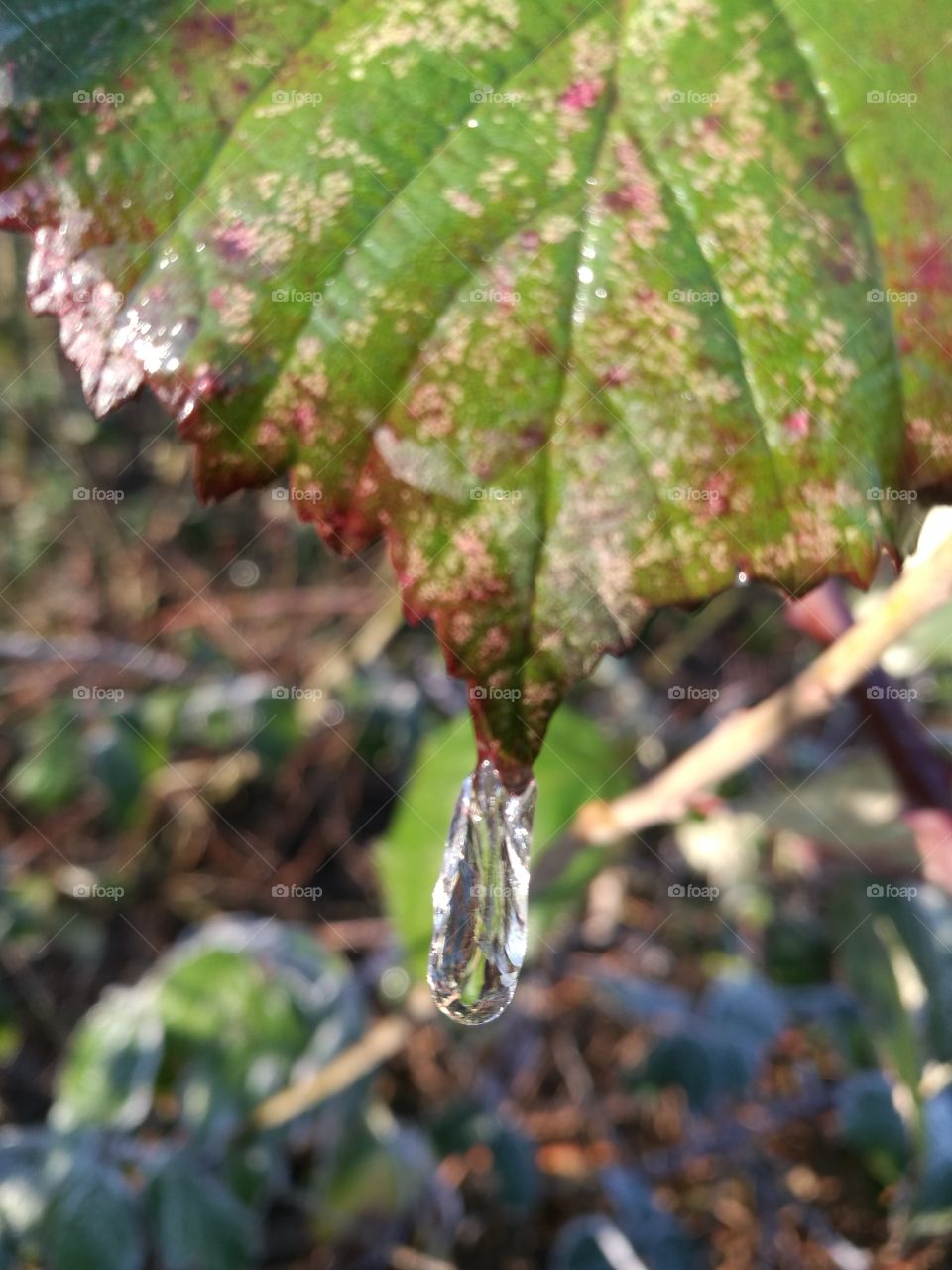 Frozen drop