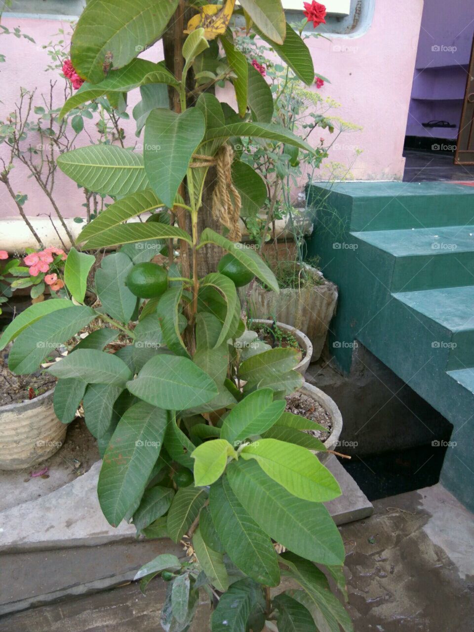 guava tree