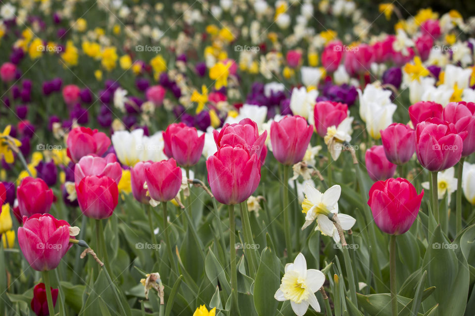 Full frame of colorful flowers in garden