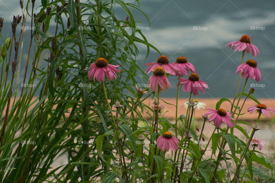 CONE FLOWERS