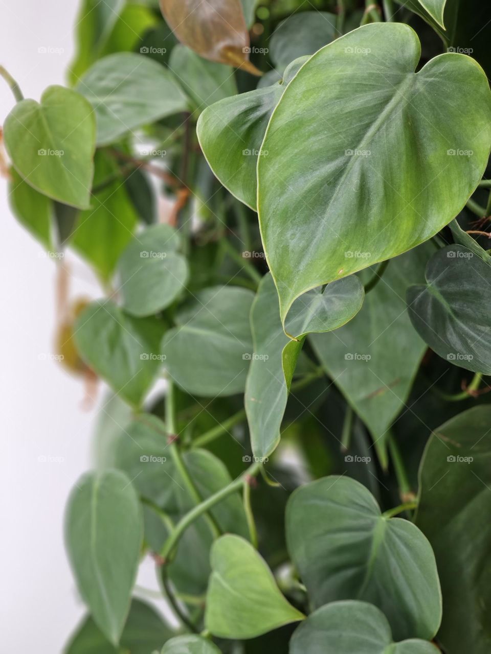 Heart shaped green leaves on an indoor plant by the window in Hong Kong