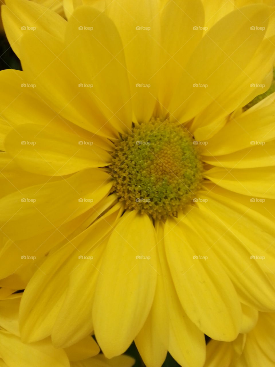 daisy. yellow