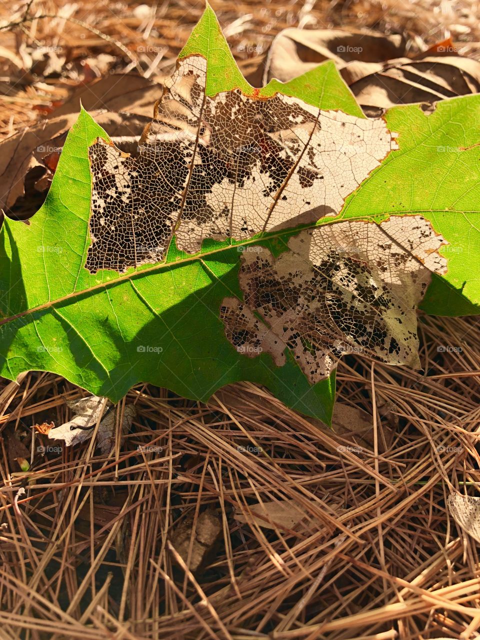 Gorgeous window pane leaf 🍃 