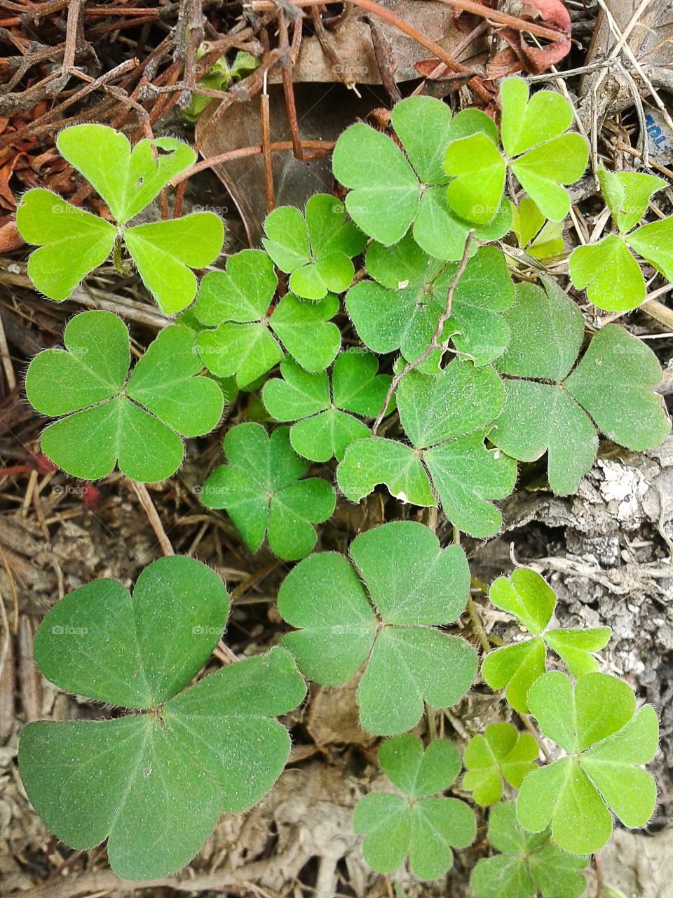 clover tree. clover tree in garden