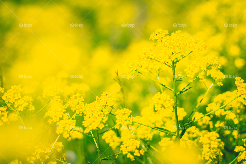 Yellow flowers