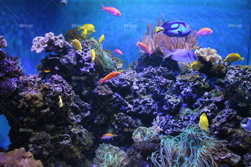 Colorful fishes swimming in sea over coral reef