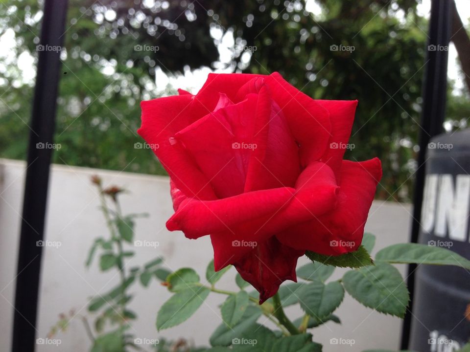 single rose 