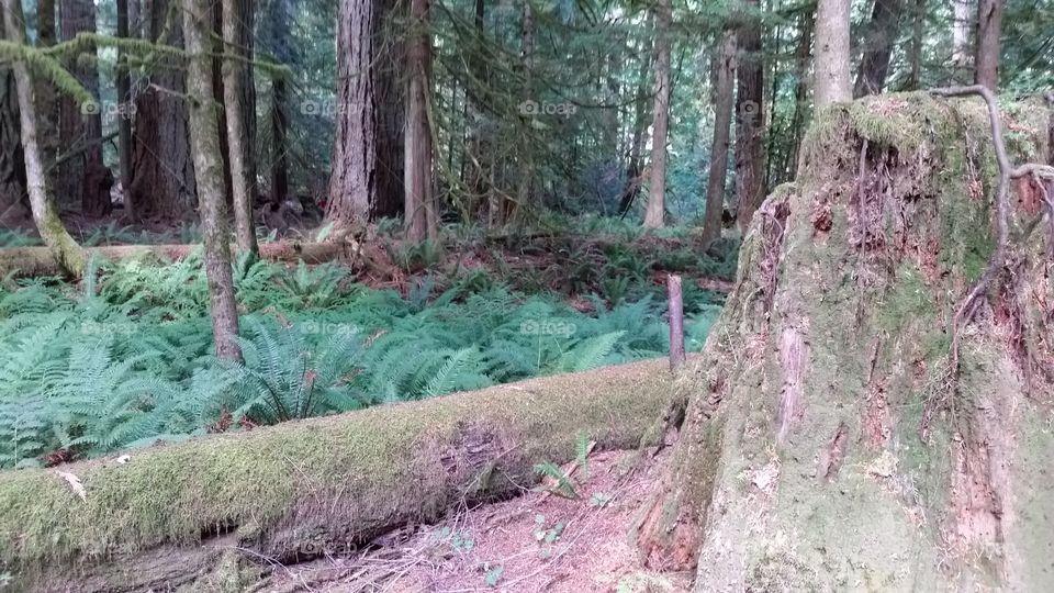 Ferns and Undergrowth below the giant cedar trees of Vancouver Island