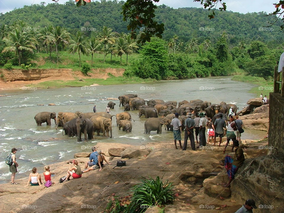 pinnawala sri lanka