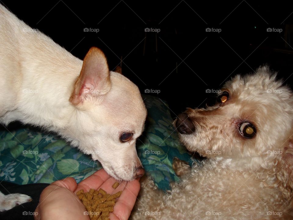 Dogs of the USA, chihuahua and poodle!