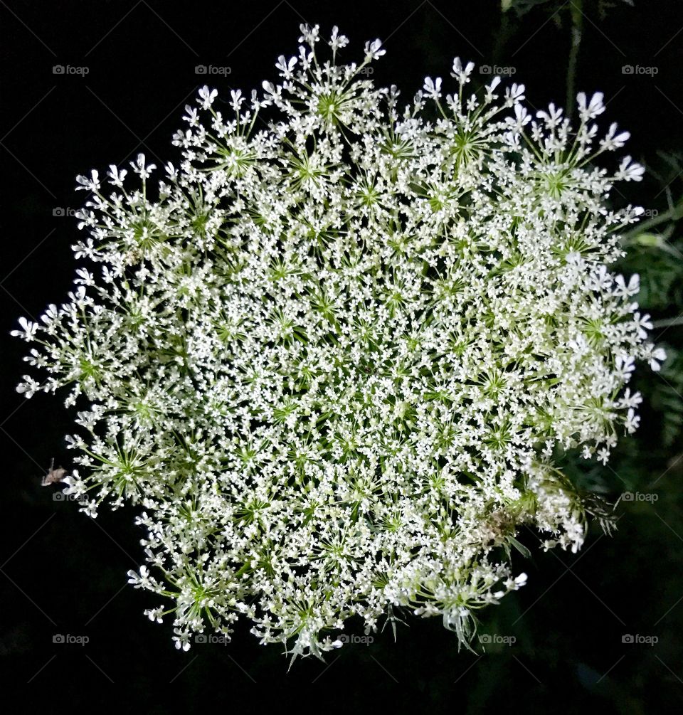 Queen Anne's Lace or Wild Hemlock