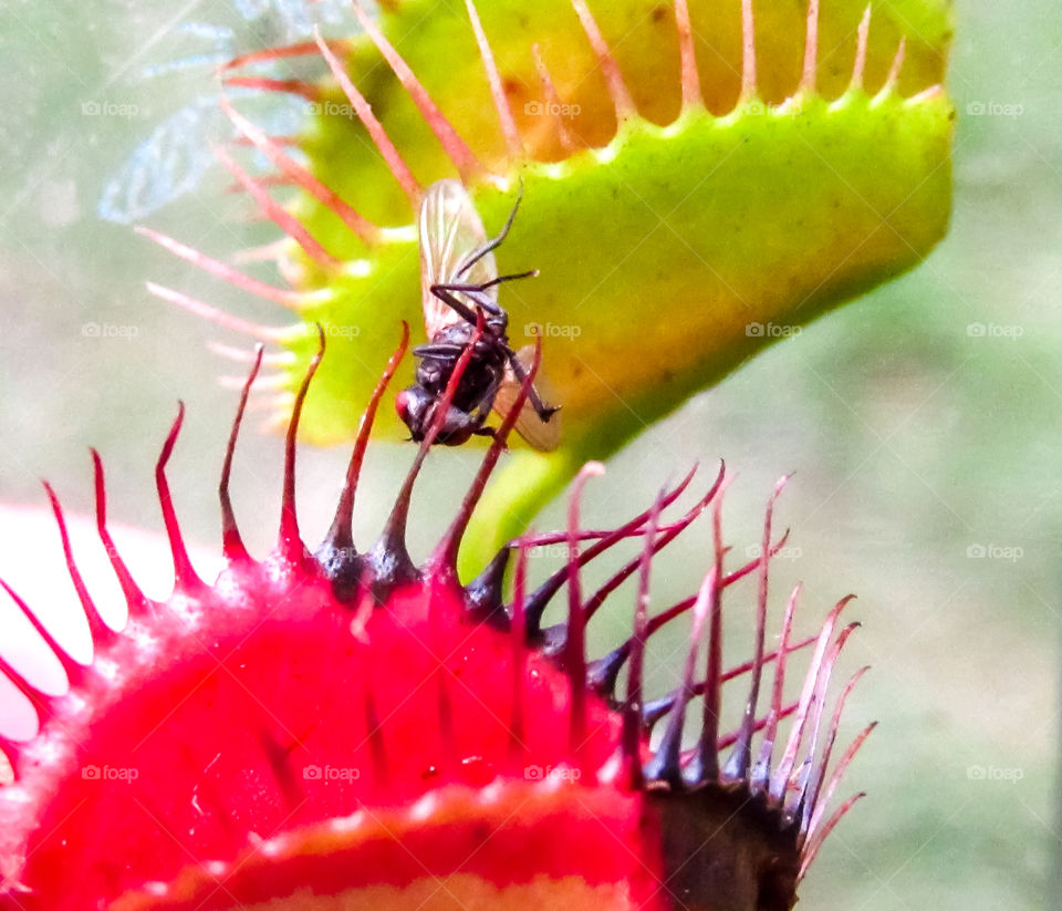 fly sitting on venus fly trap with